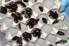 dubia roaches colonies for sale dubia roaches colonies for sale Mount Vernon