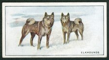 Elkhound wills 1926 for sale  COLEFORD