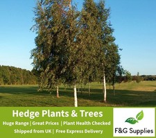 Silver birch native for sale Silver birch native for sale  ALTON