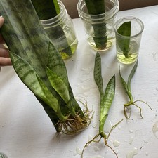 Snake plant rooted for sale  Wolf Creek