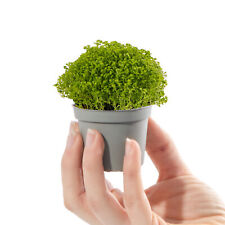 Baby meadow spikemoss for sale  UK