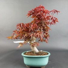 Bonsai fächerahorn acer gebraucht kaufen  Völklingen