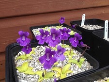 Pinguicula grandiflora seed for sale  HELSTON
