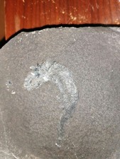 Fossilien fisch gebraucht kaufen  Hechingen