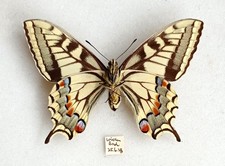 British underside swallowtail for sale  EASTLEIGH