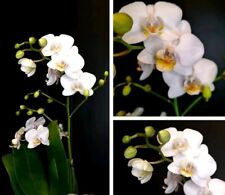 Phalaenopsis white yellow for sale  NOTTINGHAM