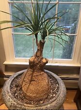 Beaucarnia recurvata ponytail for sale  West Milford