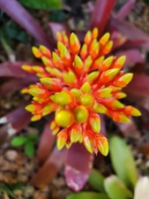Bromeliad aechmea oregon for sale  Arcadia