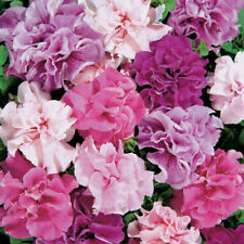 Flower petunia hybrid for sale  HIGH WYCOMBE