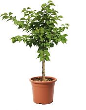 Alberello albicocco nano usato  Agliana