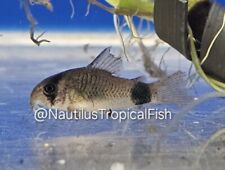 Healthy panda cory for sale  Lakewood
