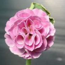 Primula auricula susannah for sale  STANLEY