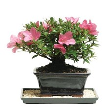 Satsuki azalea bonsai for sale  Miami