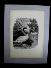 Animaux oiseaux gravures d'occasion  France