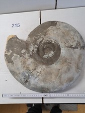 Ammonit 40cm groß gebraucht kaufen  Berg b.Neumarkt i.d.OPf.