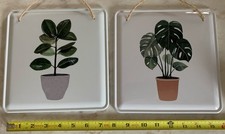 rubber plant for sale rubber plant for sale Mason