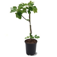 Fig tree brown for sale Fig tree brown for sale  NOTTINGHAM