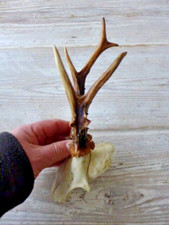 Roe deer skull for sale Roe deer skull for sale  WALLASEY