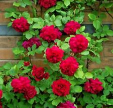 Roses flower rose for sale  Marietta