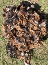 Jacob cheviot lamb for sale  BURY ST. EDMUNDS