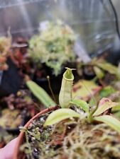 Nepenthes bicalcarata for sale  Shipping to Ireland