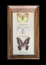 Vintage taxidermy butterfly for sale  WOLVERHAMPTON