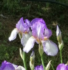 N.3 piante iris usato  Volano
