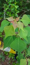 living memorial trees for sale living memorial trees for sale Samson