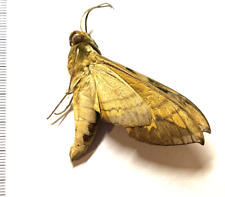 Insect sphingidae eumorpha for sale  Shipping to United Kingdom