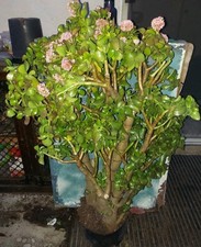 Huge bonsai jade for sale  San Marcos