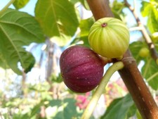 Martinenca rimada fig for sale  Oceanside