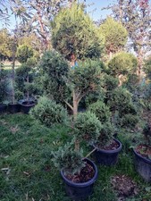 Multi stem pom for sale Multi stem pom for sale  EGHAM