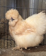 Usa silkie lemon for sale  ST. AUSTELL