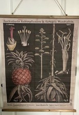Grande 31 1/2" x 39" Reproducción Tela Botánica Carta Zippel & Bollmann segunda mano  Embacar hacia Mexico