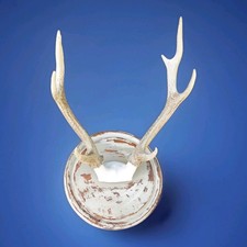 deer plaques for sale deer plaques for sale WIGSTON