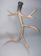 Decorative faux antler for sale  DUNSTABLE