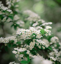Cotoneaster multiflorus shrub for sale  Oakland Gardens