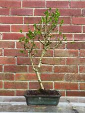Privet outdoor bonsai for sale  LEEDS