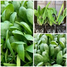 Spinach plug plants for sale  CHESTER