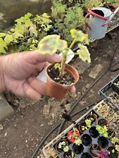 red plant geranium white for sale  Crosby