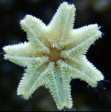 Asterina starfish marine for sale  BASINGSTOKE