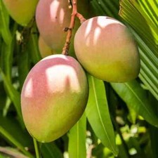 Grafted glenn mango for sale  Fleming Island