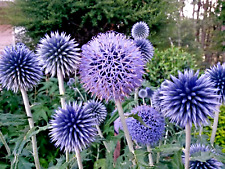 Blue globe thistle for sale  Lynnwood