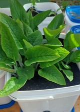 Comfrey bocking rooted for sale  DONCASTER