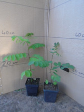 Robinia pseudoacacia cm for sale  TAUNTON