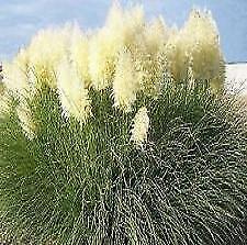 Cortaderia selloana white for sale  RICHMOND