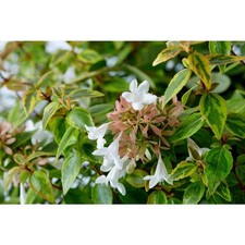 Gal. kaleidoscope abelia for sale  Gloucester Point