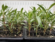 Oleander nerium mediterranean for sale  LLANELLI