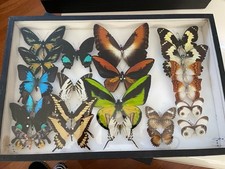 Schmetterling schaukasten alt gebraucht kaufen  Asperg