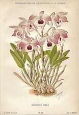 Botanica dendrobium nobile usato  Lucca